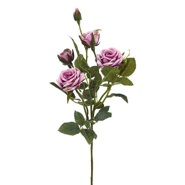 Rosa Mauve