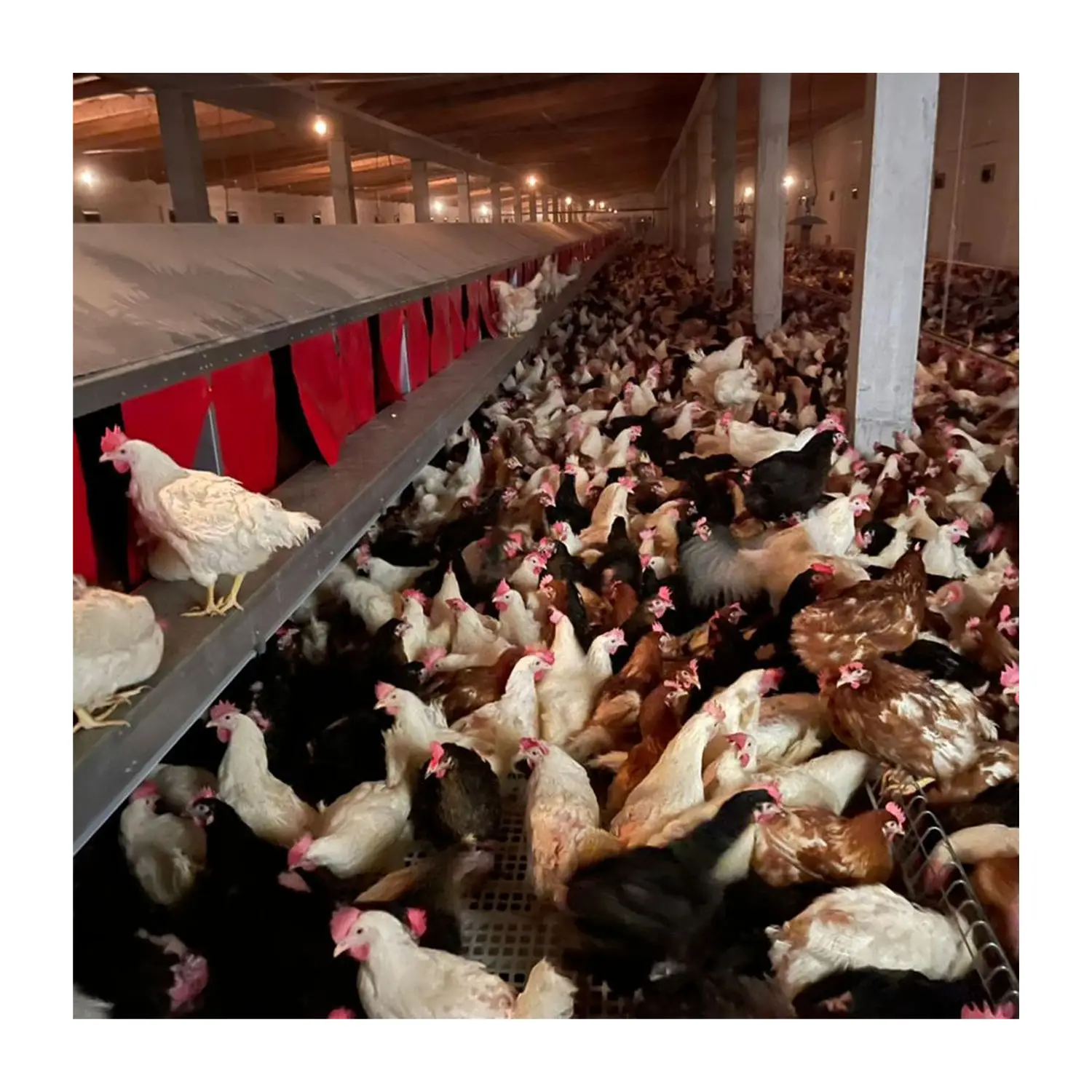 Equipamento De Reprodução De Frango Plataforma De Coleta De Ovos Totalmente Automático Sistema De Reprodução De Frango