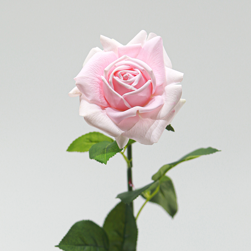 Rosa chiaro