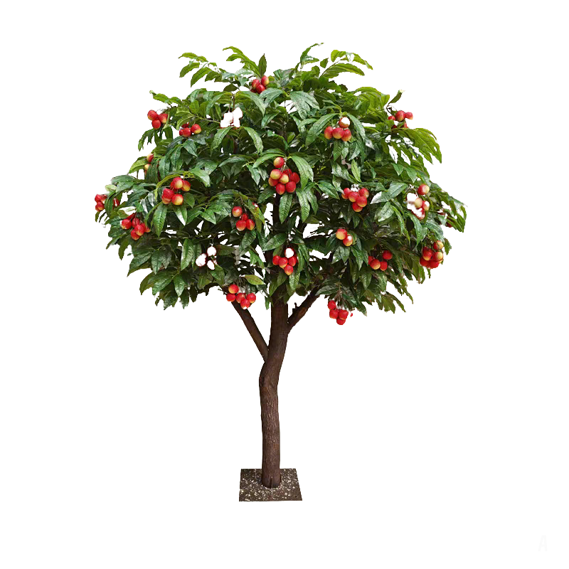 árbol de lichi