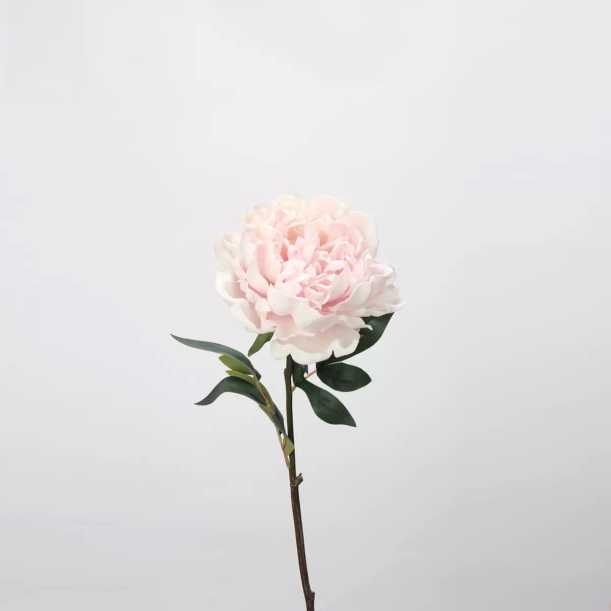 Pivoine moyenne (rose clair)