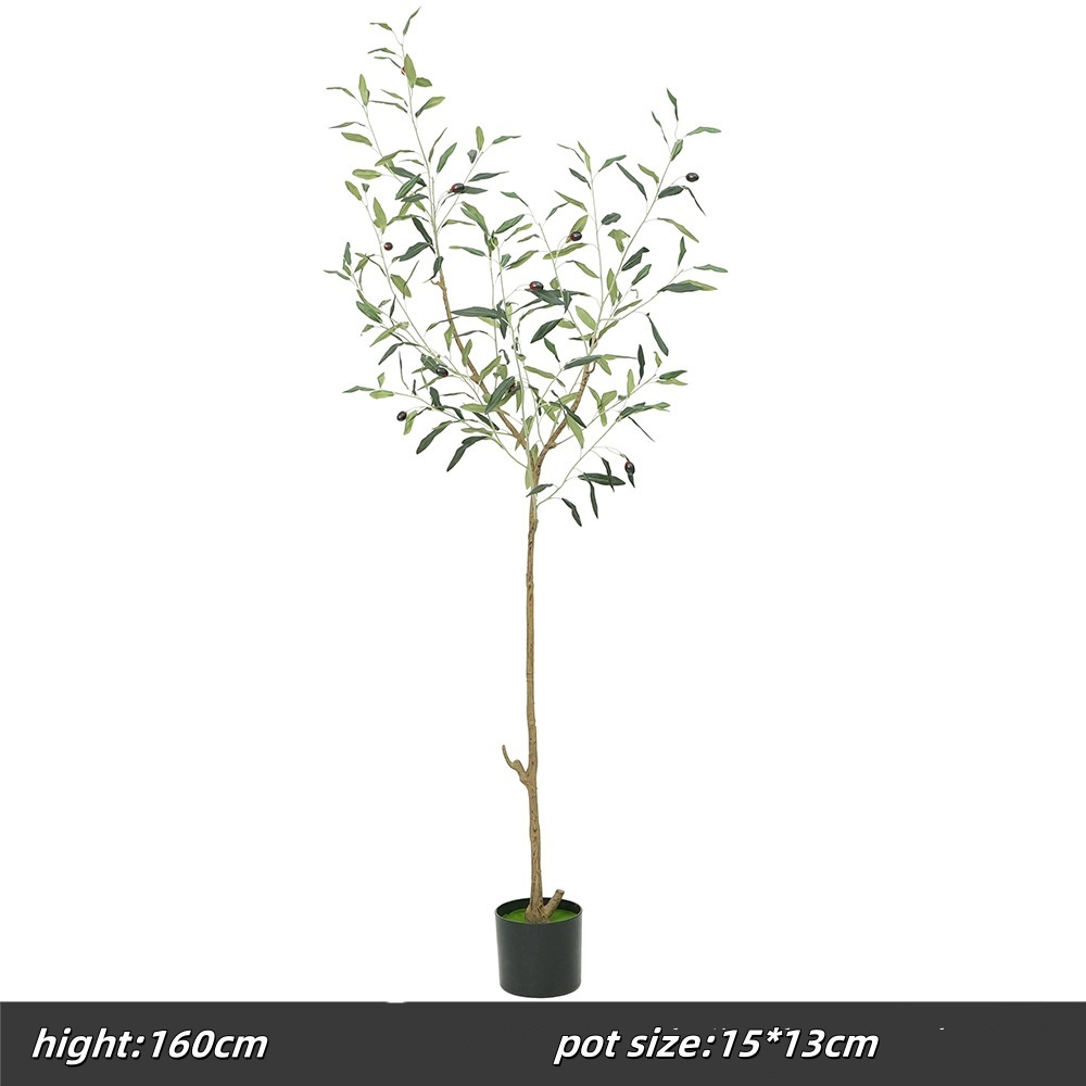 160cm olive tree, d