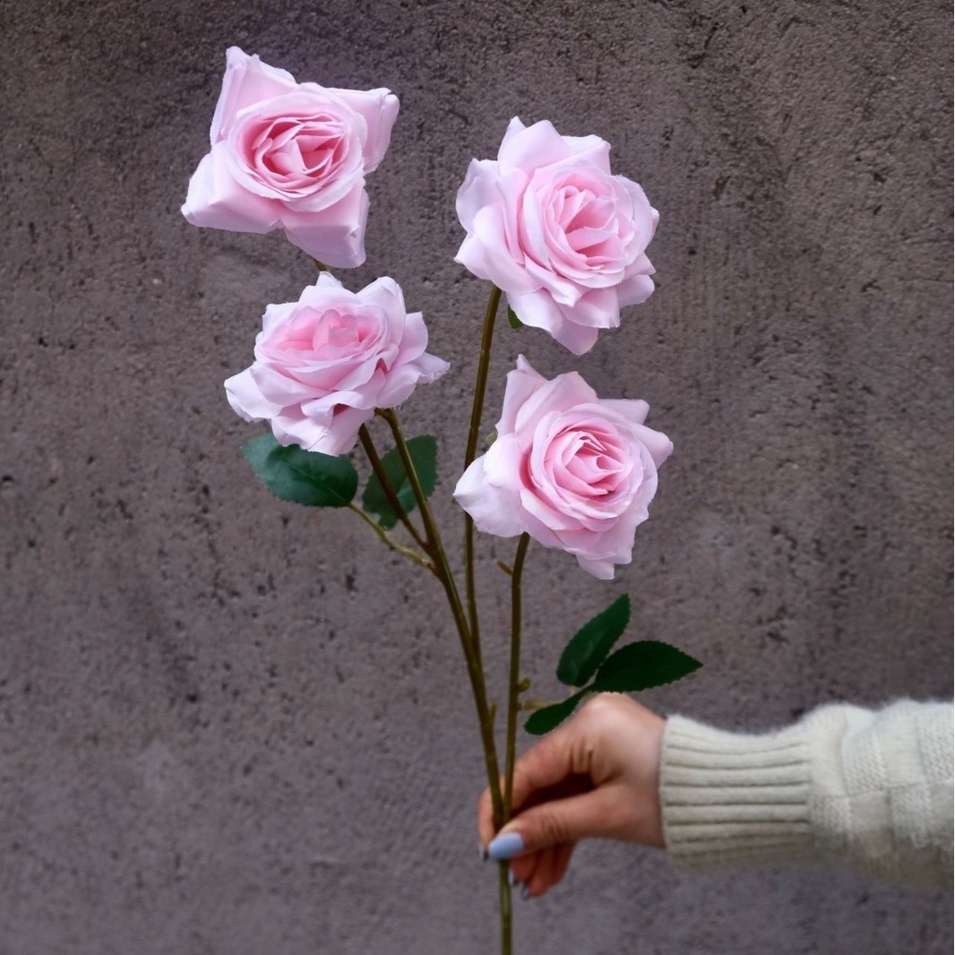 Rosa delicata rosa