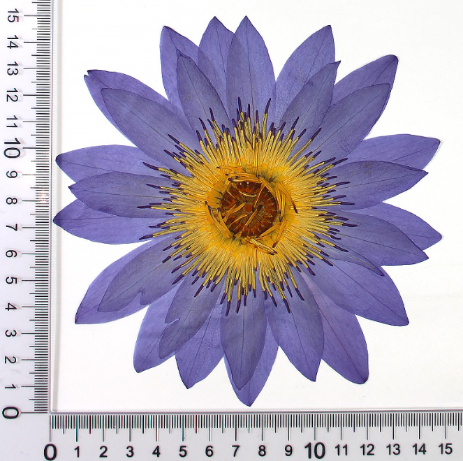 Azul