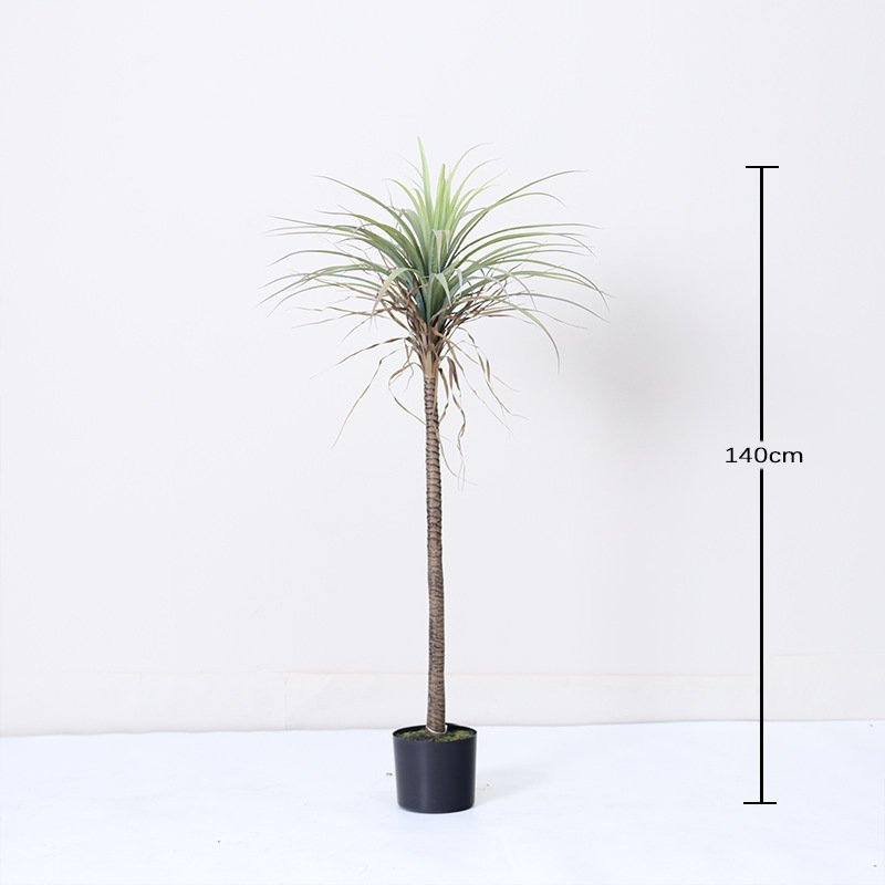 Yucca à une seule tige - 140 cm
