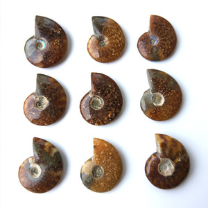 2025 Precio directo de fábrica Amonite Snail Fossils Conch - Product Image 5