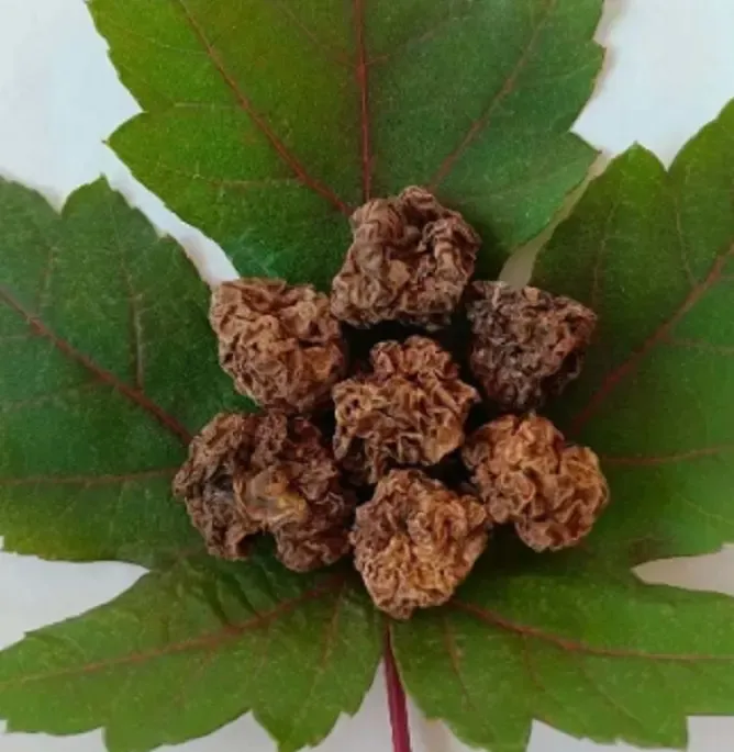 Natural SilverVine Actinidia poligama fruta Matatabi inseto gall frutas para mastigar gato