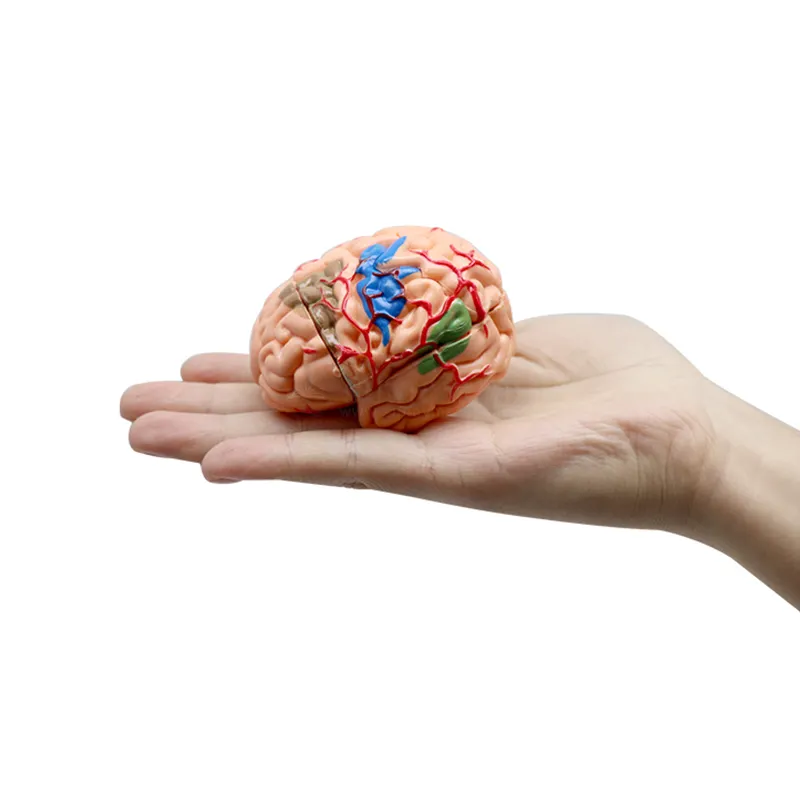 SY-N012取り外し可能なピース医療脳教育モデル取り外し可能な脳解剖学的モデル