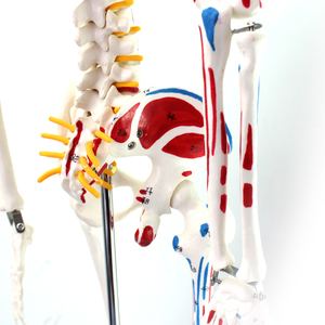 Dayanıklı PVC malzemeden yapılmış biyolojik laboratuvar öğretimi için Ligament doğa boyutu ile 170cm insan iskelet modeli - Product Image 4