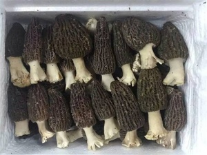 Detan New Season New colture Fresh Wild Morchella Conica <span class=keywords><strong>Morel</strong></span> funghi - Product Image 3