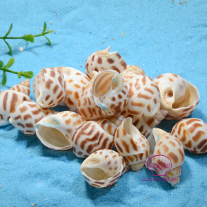 Hot Selling Raw Babylonia <strong>Shell</strong> Natural <strong>Shell</strong> Conch <strong>Shell</strong> for Sell - Product Image 4