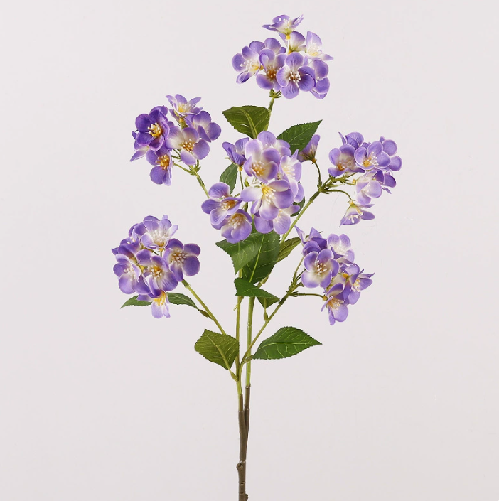 Viola