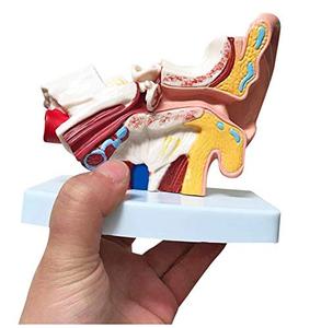 Modelo de simulación de oreja humana, modelo de escritorio para la oreja - Product Image 6