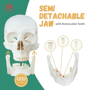 176cm Free Bone Anatomical Model FRT001-2A the Human Body W/ Scattered Bones Medical <strong>Explanation</strong> of the Skeleton Model - Product Image 5