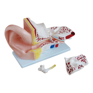 Tıbbi öğretim kaynağı plastik 4 parça gerçekçi dış orta iç büyük kulak anatomik modeli insan organını incelemek için - Product Image 1