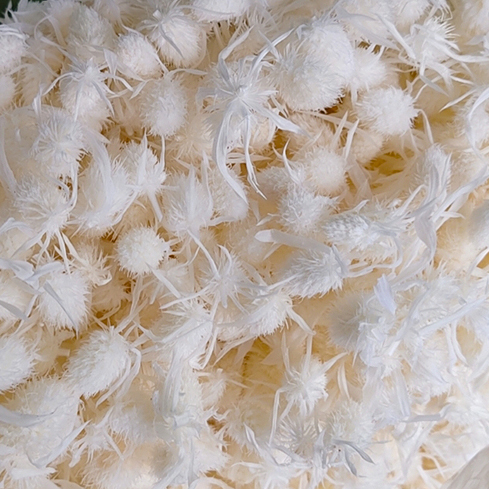 Tête de fleur de fruit d'amant blanc