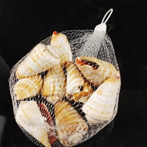 เปลือกหอยสังข์ธรรมชาติสำหรับขายเปลือกหอยธรรมชาติลดราคา - Product Image 3