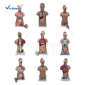 <strong>Human</strong> Anatomy Torso Model 27 Part Dual Sex Life Size Torso with Open <strong>Back</strong> - Product Image 4