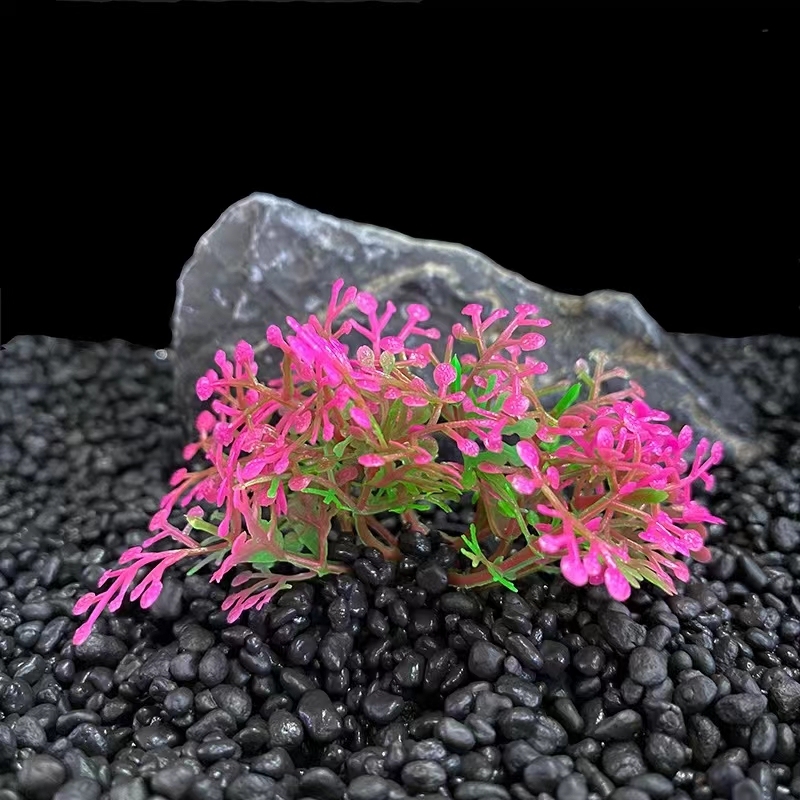 S241 pink duckweed