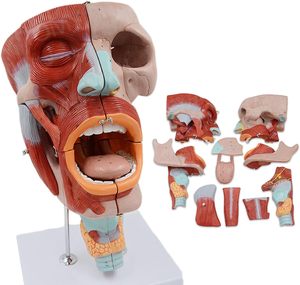 Medical Science Life-size Anatomical Models of Pharyngeal Muscles, <strong>Larynx</strong>, Mouth, Nose, Tongue, Facial Muscles, Medical Organs - Product Image 2