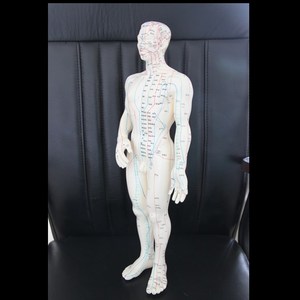 İnsan akupunktur modeli 50cm İnsan meridyenleri vücudu akupunktur noktası modeli - Product Image 5