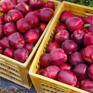 ธรรมชาติที่มีคุณภาพสูงหวานสดและอร่อยแอปเปิ้ล huaniu - Product Image 4