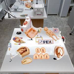 Advanced Obstetrics Gynecology Simulator Model Direct Manufacturer's PVC Abdominal <strong>Palpation</strong> Delivery Mechanism for Medical - Product Image 6