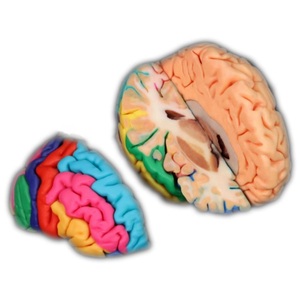 解剖学学習のためのDigihumanAnatomical Education <span class=keywords><strong>Human</strong></span> Brain Model - Product Image 1