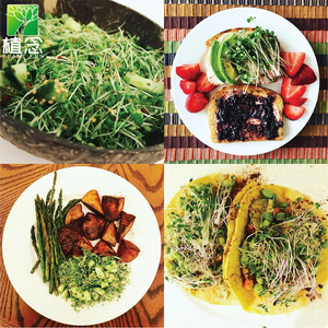 Hot Selling <strong>Easy</strong> Microgreen Starter <strong>Sprouting</strong> Tray Kit PE Bamboo Frame Plastic Nursery Tray for Home Use with ABS Finishing