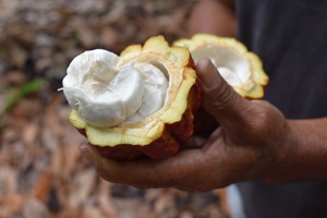Premium Peruvian Natural <strong>Cocoa</strong> Powder Theobromina Cacao <strong>Raw</strong> Food Industry - Product Image 3