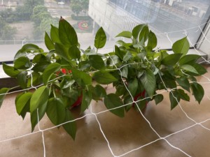 Maglia morbida e facile dell'installazione di sostegno del traliccio di sostegno della pianta del poliestere premio per l'agricoltura - Product Image 2