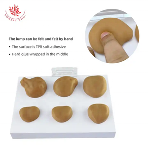 Male Prostate Anatomical Model Medical Examination <strong>Palpation</strong> Exercise Model Prostate Pathology Comparison Model - Product Image 4