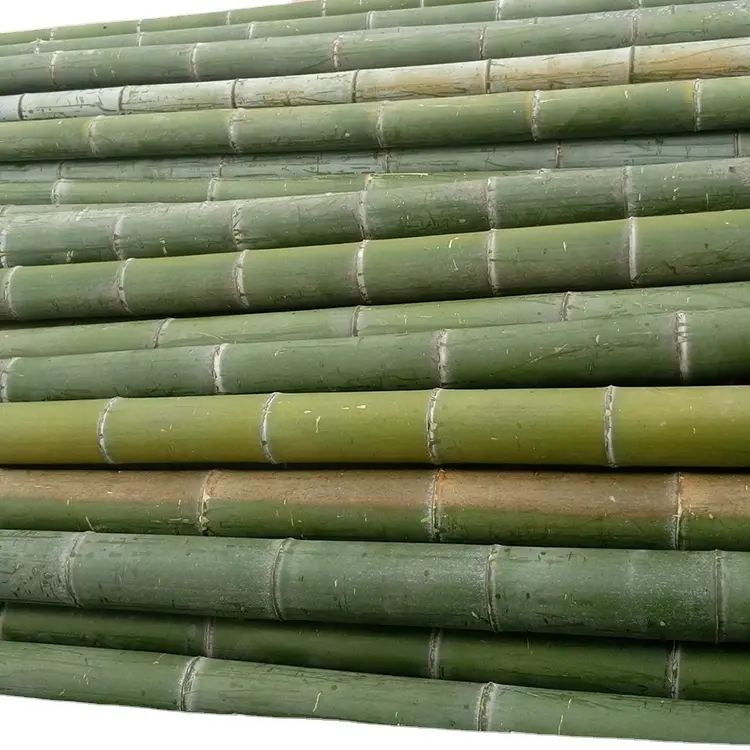 Bastones de bambú Moso, precio preferencial de montaña, caña de bambú crudo, Estaca de Bambú