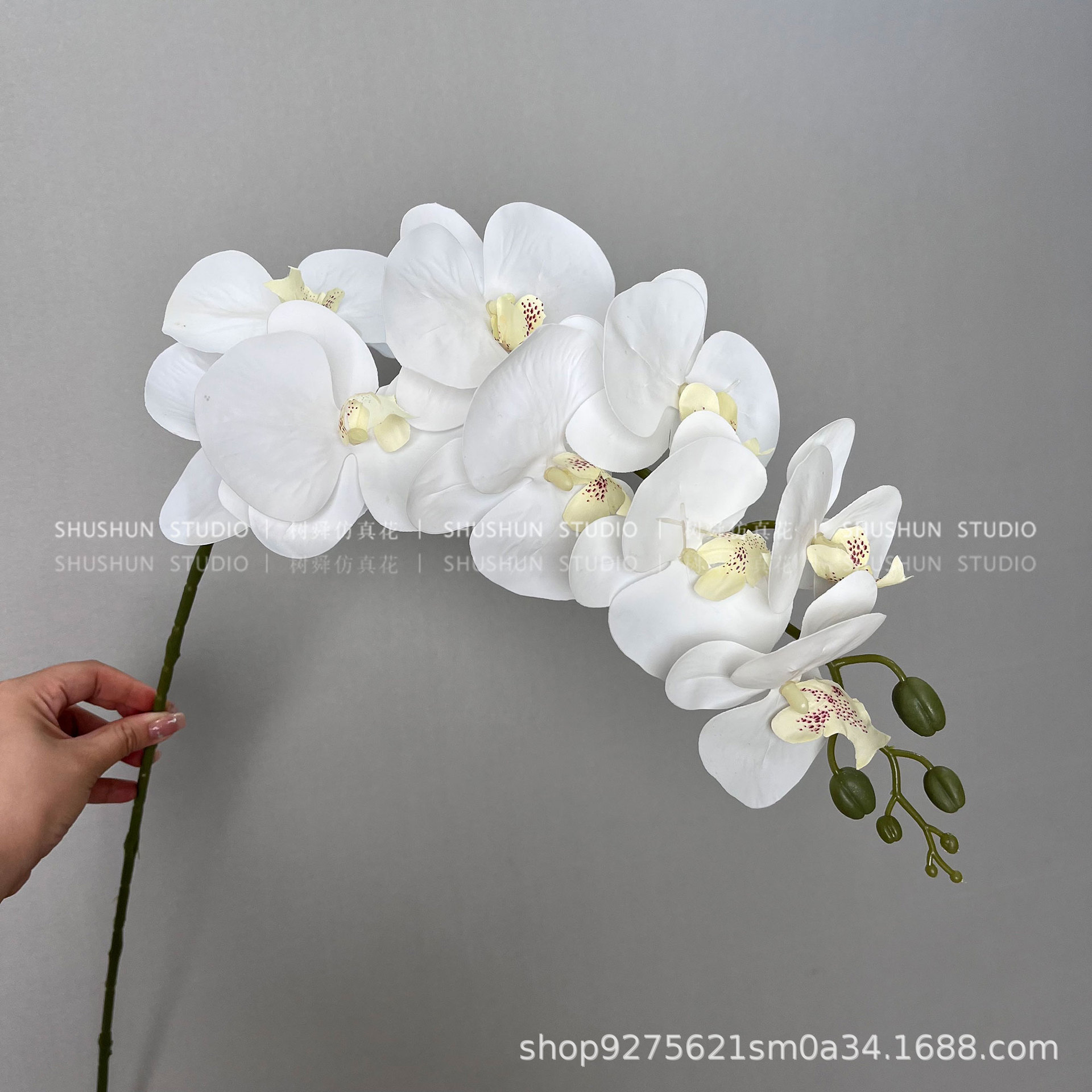 9-head film phalaenopsis - white
