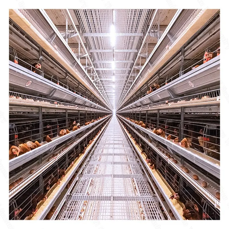 Sıcak satış uzun ömürlü alüminyum alaşım katmanlı kafes tavuk kafesi otomatik yumurta toplama sistemi