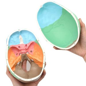 Life-Size <strong>3</strong>-Part Colorful <strong>Human</strong> Adult Head Anatomy Skull Model for Medical School Classes for Teaching Purpose - Product Image 2
