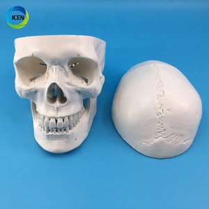 IN-M3 <strong>Human</strong> Skull Model <strong>3</strong>-part Anatomical Model With Removable Skull Cranium Articulated Mandible for Medical Student <strong>Human</strong>