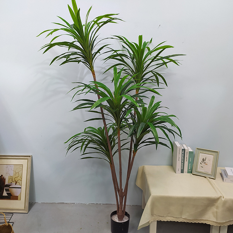 Arbre de fer à sang de dragon à 5 têtes, 1,9 mètre de haut, avec feuilles vertes.
