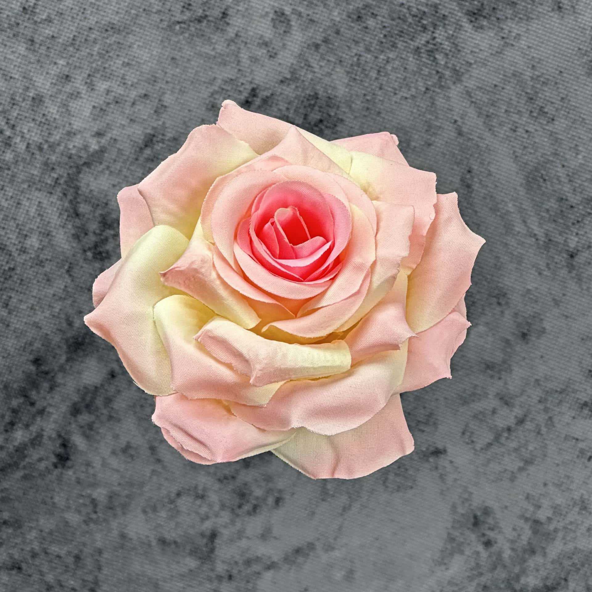 Rosa champagne