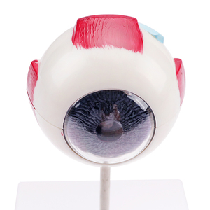 <strong>Human</strong> Eye Structure Model Medical Science Education Anatomical 3X <strong>Human</strong> Eye Model - Product Image 4