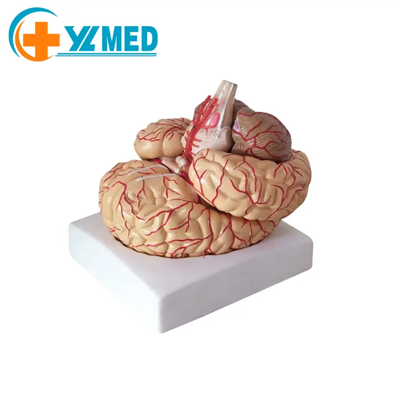 Modelo de cerebro humano para exhibición de enseñanza médica, 8 partes, anatomicalmente preciso