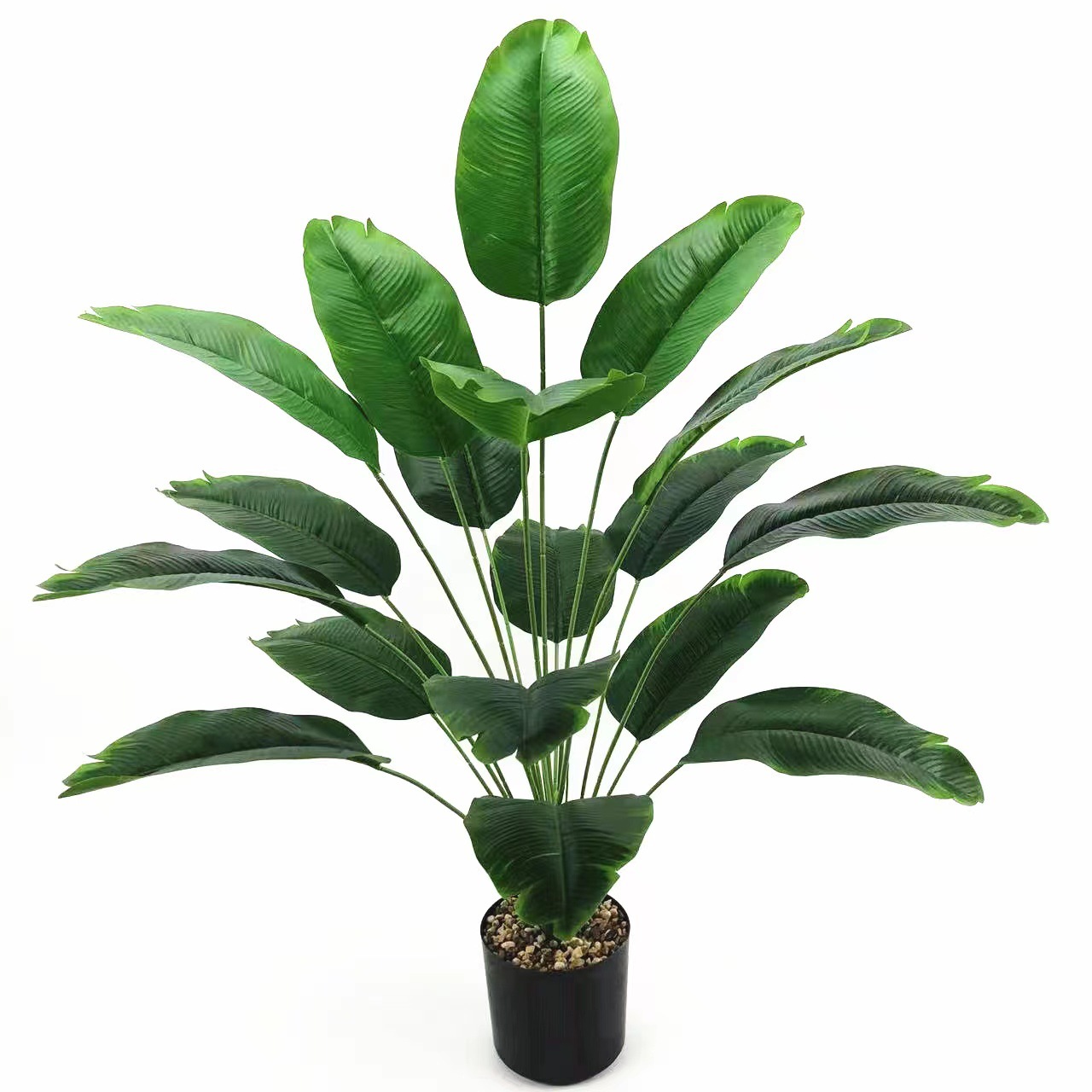 Grandes feuilles de bananier taille 18 (70 cm) - pot non inclus