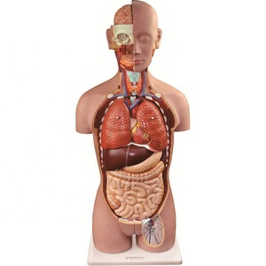 Yüksek kaliteli insan erkek ve dişi torso modeli ile geri açık - Product Image 1