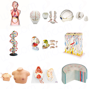 Wincom bilim anatomi modelleri kulak 3d anatomik Model tıp eğitimi İnsan orta kulak modeli - Product Image 6