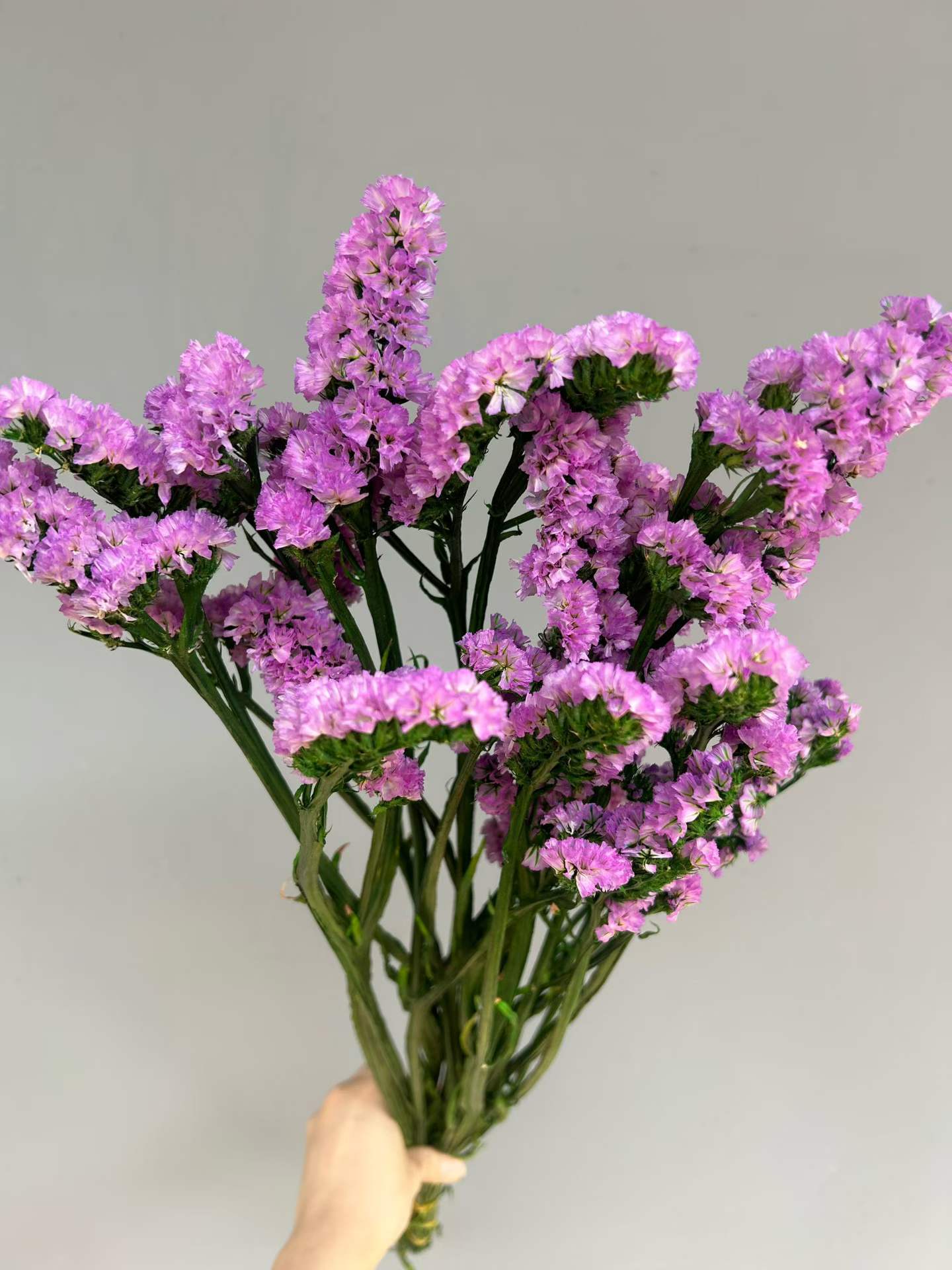 Rosa Morado