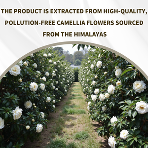 Exclusive <strong>Patent</strong> Extract raw material for cosmetics Camellia Japonica Seed <strong>Oil</strong> for Skincare Deep Hydration Antioxidant Herbal - Product Image 3