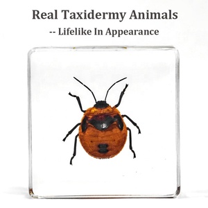 Trung Quốc nhà máy bán buôn số lượng lớn 38 * Acrylic tle Bọ Cạp Wasp động vật nhỏ Nhựa thực côn trùng mẫu vật sản phẩm - Product Image 2