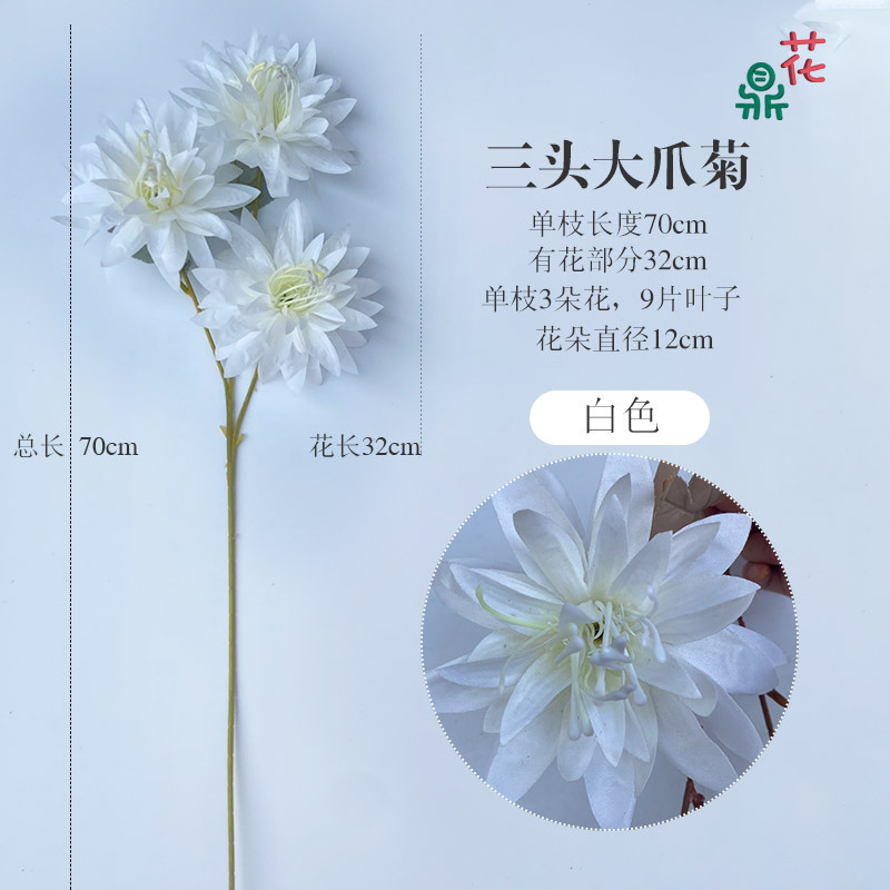 Chrysanthème à griffes géantes à trois têtes YYS blanc