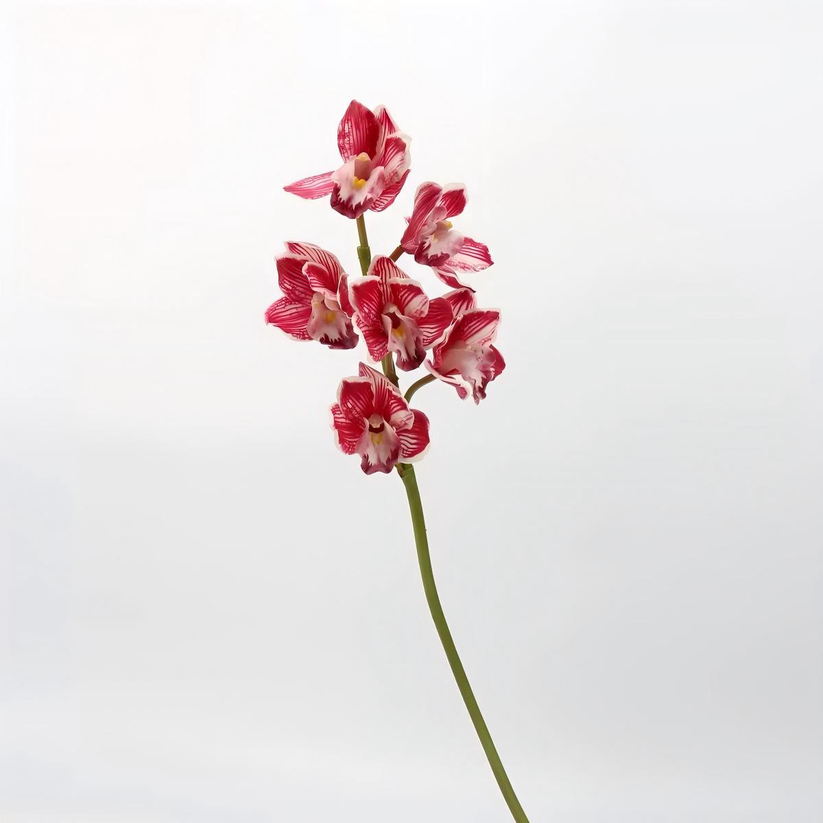 Orchidée Cymbidium style fée rouge