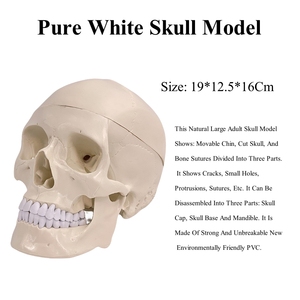 Didactic Life-Size <strong>3</strong>-Part Colored <strong>Human</strong> Skull Model Anatomical Medical Science Skeleton Removable Skull Colorful Illustration